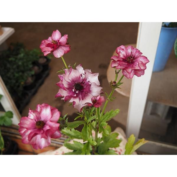 ラナンキュラス ラックス ディオニュソス4号ポット1株（苗 幾つでも