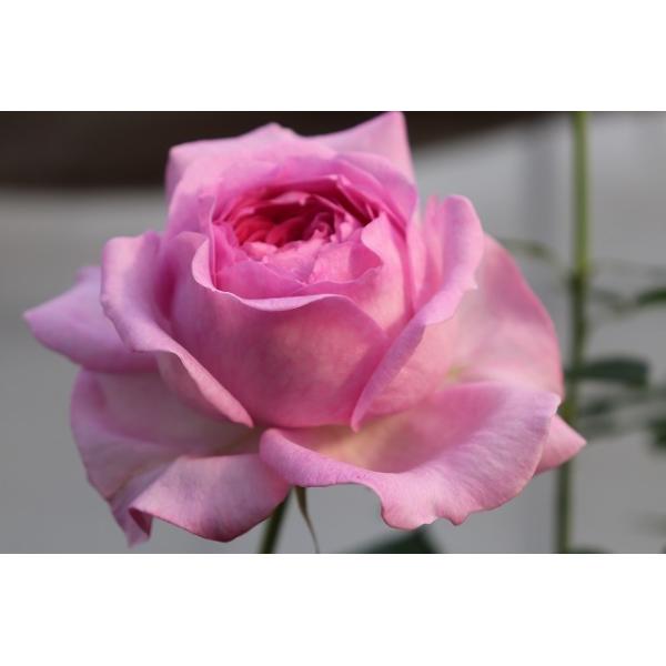 バラ苗 強香 イブ系 knR1-25 4号 今井清作出 切り花品種接ぎ木（植え