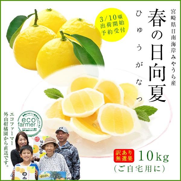 早期予約 日向夏10kg（大小混合・無選果）ギフト 宮崎県日南海岸宮浦産