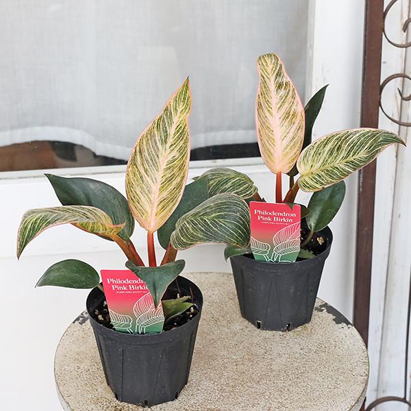 値引きセール 観葉植物 フィロデンドロン ピンクバーキン 3.5号 斑入り