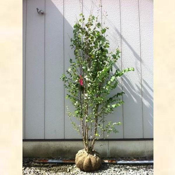 カツラ 株立ち 樹高2.5m前後(根鉢含まず) 単品［トラック配達商品