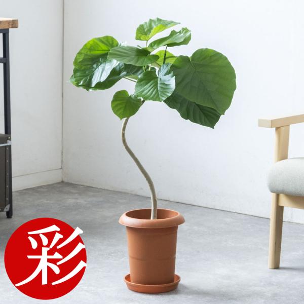 saisyokukenbi_km040018