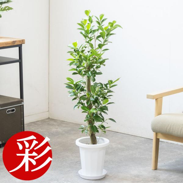 saisyokukenbi_rg040001