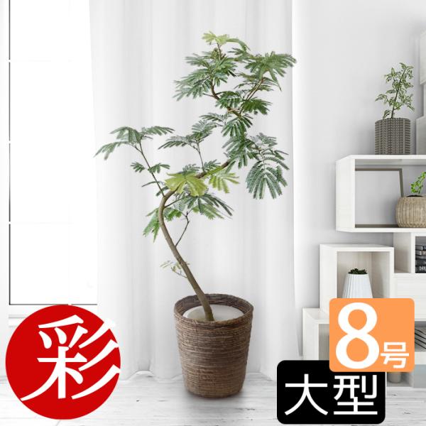 観葉植物 8号 エバーフレッシュ」の人気商品一覧 | 安い商品を通販