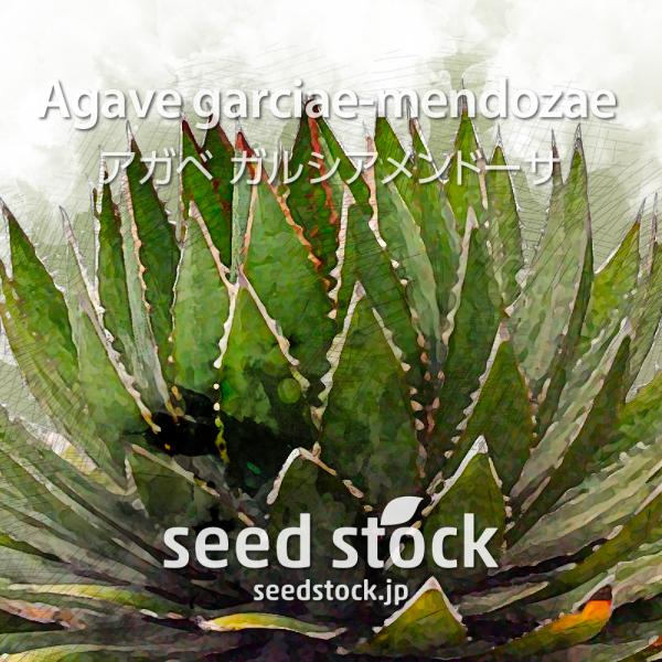 アガベの種子 ガルシアメンドーサ Agave garciae-mendozae : SEEDSTOCK