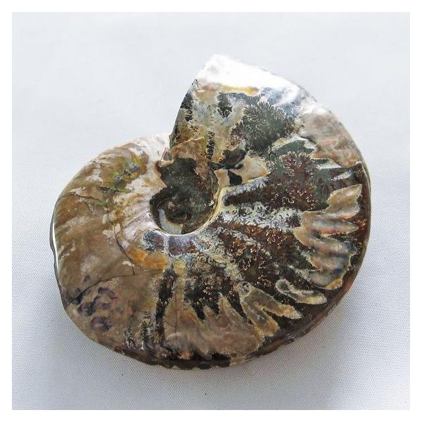 虹入り アンモナイト 化石 t570-4606 : 誠安天然石専門店 - 通販