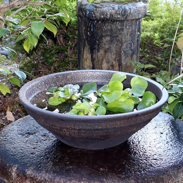 信楽焼 睡蓮鉢 メダカ鉢 おしゃれ めだか鉢 陶器 水鉢 ビオトープ