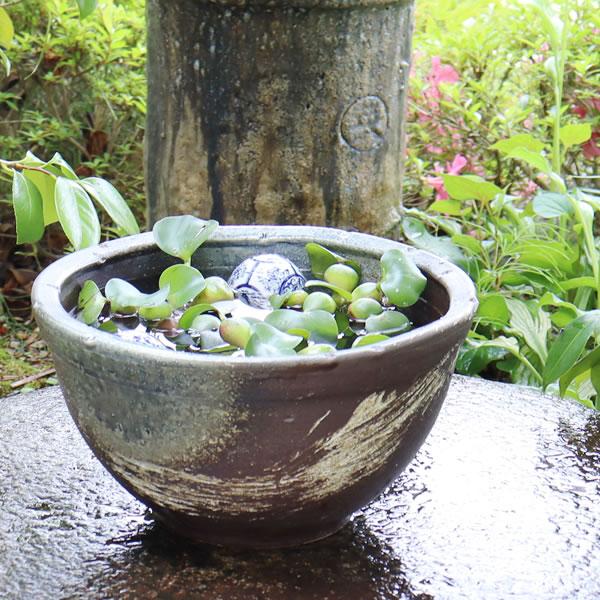 信楽焼 睡蓮鉢 メダカ鉢 おしゃれ めだか鉢 陶器 水鉢 ビオトープ