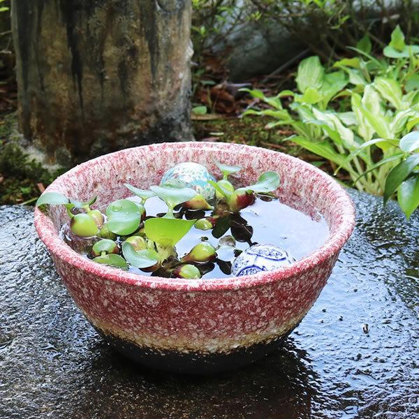 金魚鉢 メダカ鉢 信楽焼 水鉢 すいれん鉢 陶器 鉢 めだか鉢 睡蓮鉢 手