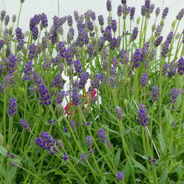 ラベンダー イングリッシュラベンダー ほのか 4号鉢 鉢植え 青花 鉢花
