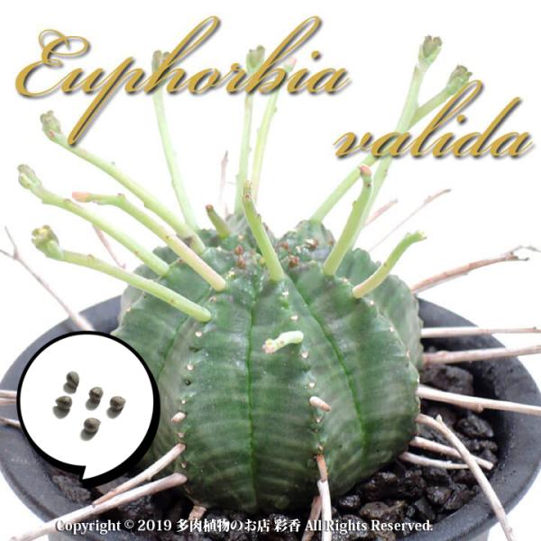 種子 ユーフォルビア バリダ : 多肉植物のお店 彩香 Yahoo!店 - 通販