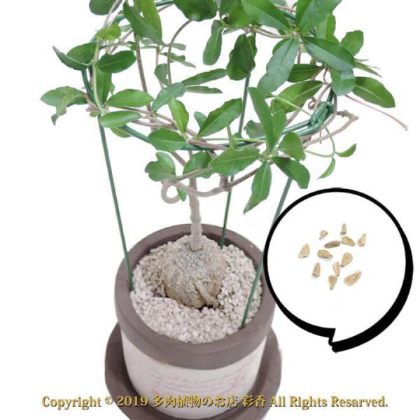 種子 フォッケア エデュリス 火星人 : 多肉植物のお店 彩香 Yahoo!店