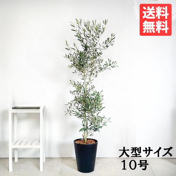 オリーブの木 オリーブ 観葉植物 大型 大鉢 10号 大きい ブラックセラ