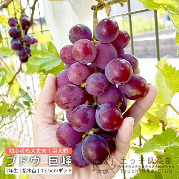 produce87_f-237