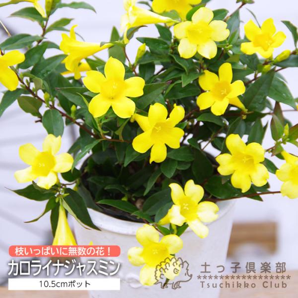 カロライナジャスミン 10.5cmポット苗 : 花と緑の専門店 土っ子倶楽部