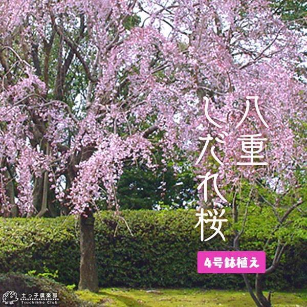 八重しだれ桜 （ ピンク ） 接ぎ木 4号鉢植え 八重紅枝垂 : 花と緑の