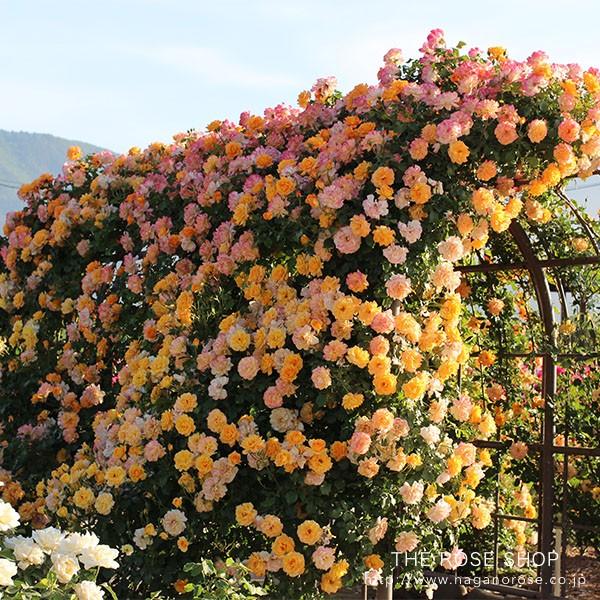 苗 バラ 四季咲き」の人気商品一覧 | 安い商品を通販サイトから探す