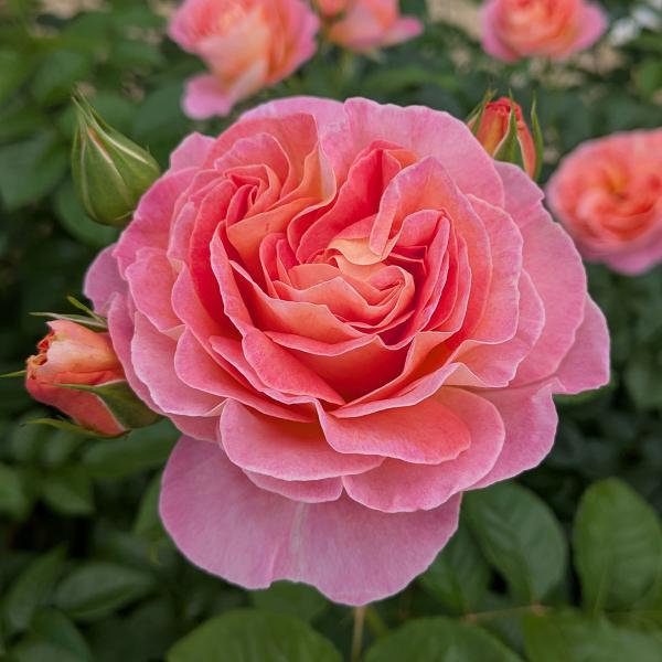 バラ苗 ドルンブルガーシュロスローズ (大苗) フロリバンダ 四季咲き