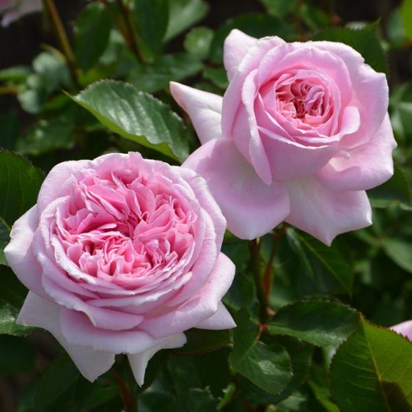 roseshop_322-1312020106-014