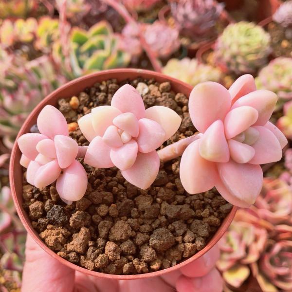 多肉植物 ピンク杏子美人錦 群生 るる農園 : るる農園 - 通販 - Yahoo