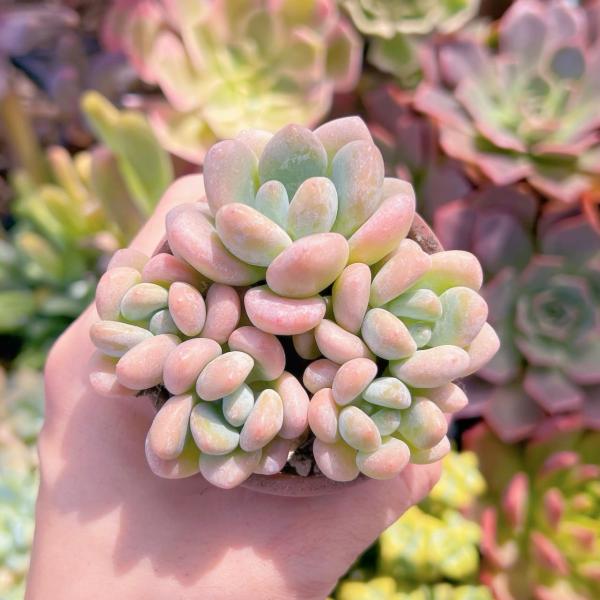 ruruplant-store_2024046