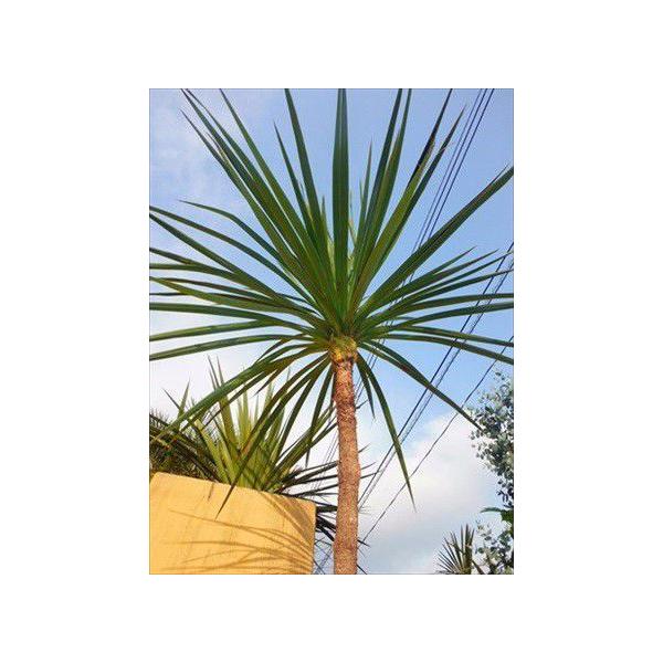 ♪ニオイシュロラン≪ドラセナ・150≫リゾート庭木♪お任せ株！ : 緑