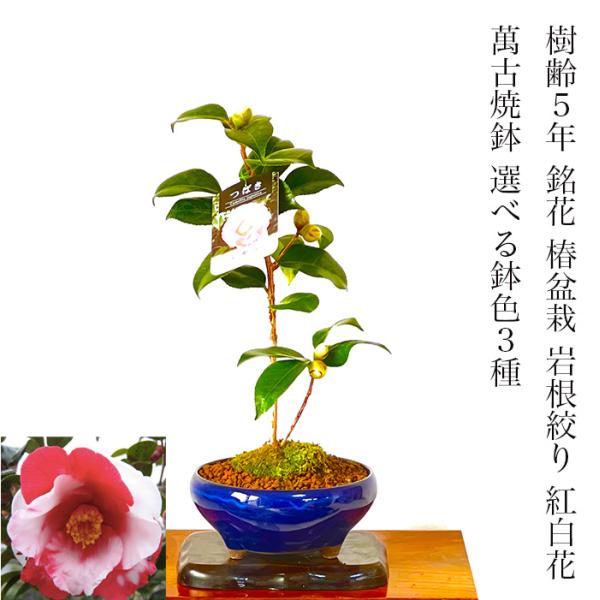 wagokorobonsai_wb00146