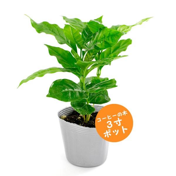 コーヒーの木 3寸ポット（全長約25cm） : FRESH ROASTER珈琲問屋