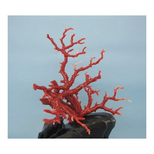 高知沖産血赤珊瑚の 拝見・置き物・原木 /置物/飾り/黒檀台/『宝石