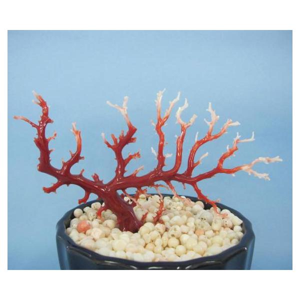 tosasangoya_27ash53-5y