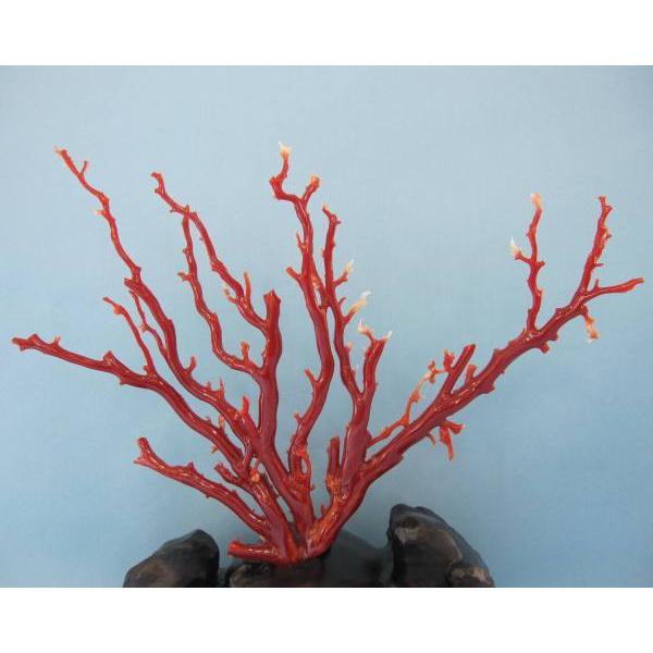 高知沖産赤珊瑚の拝見・原木・置物 /艶出し加工済み/黒檀台/『宝石