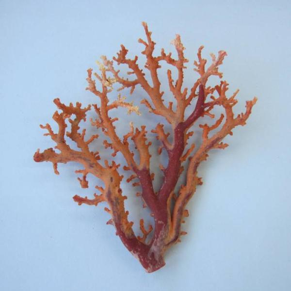 tosasangoya_r5ag12-709y