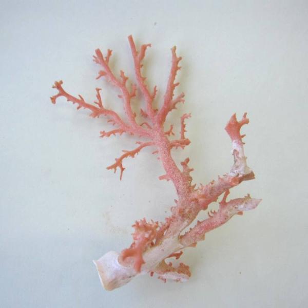 tosasangoya_r6g12-003y