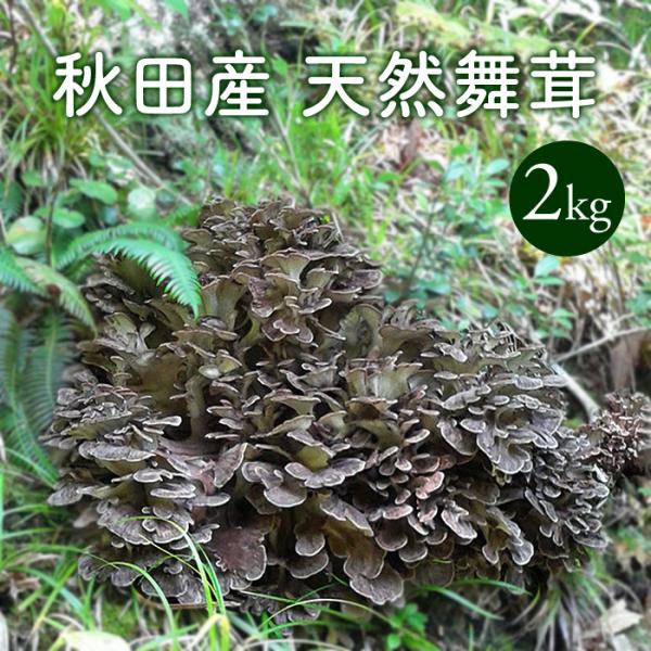 天然舞茸2kg【10月上旬発送開始】秋田産 採れたての天然マイタケを