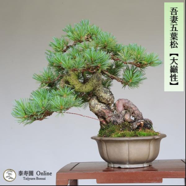 盆栽 吾妻五葉松『大巓性』小品盆栽 根上り樹形 【泰寿園 Online