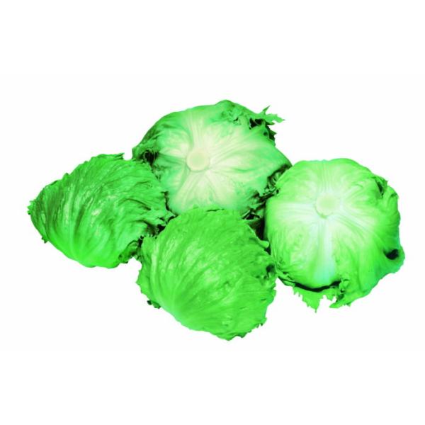 たね 武蔵野種苗園 レタス 春P PVP コート5000粒 : 種苗・園芸ショップ