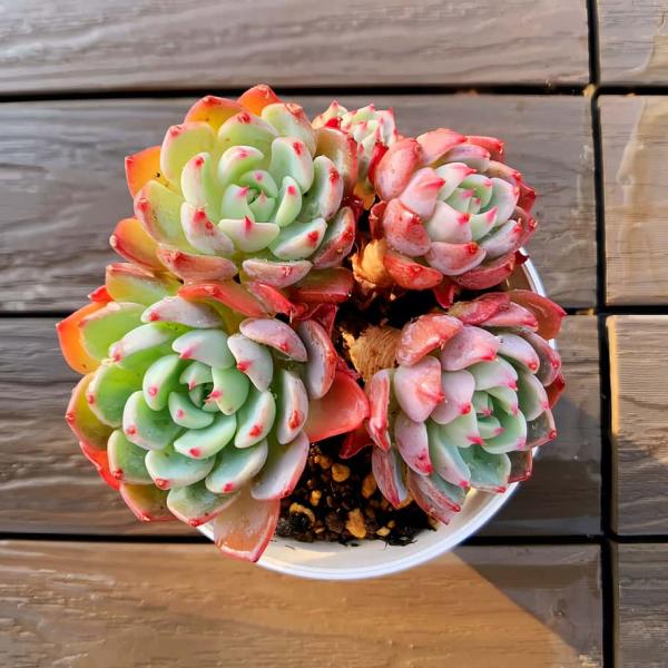 農園直売 多肉植物 寄せ植え エケベリア属 七福美尼（4頭以上） 抜き苗