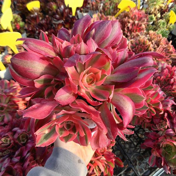 農園直売 多肉植物 寄せ植え アエオニウム ピンクウィッチ（錦）群