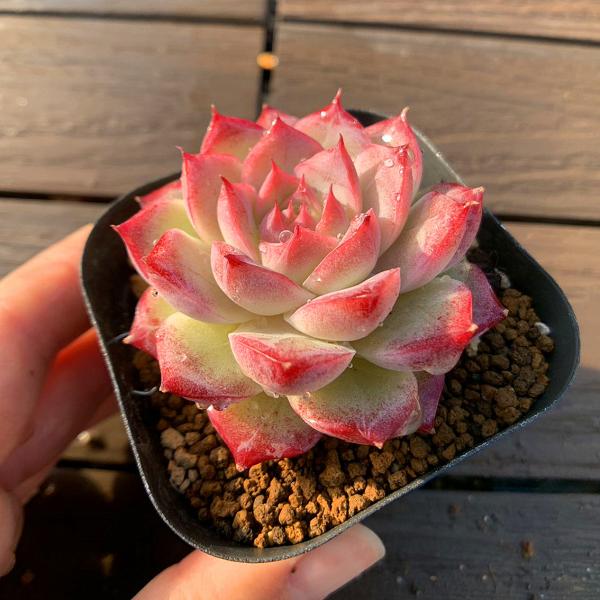 農園直売 多肉植物 寄せ植え エケベリア属 花桃（単） 観葉植物