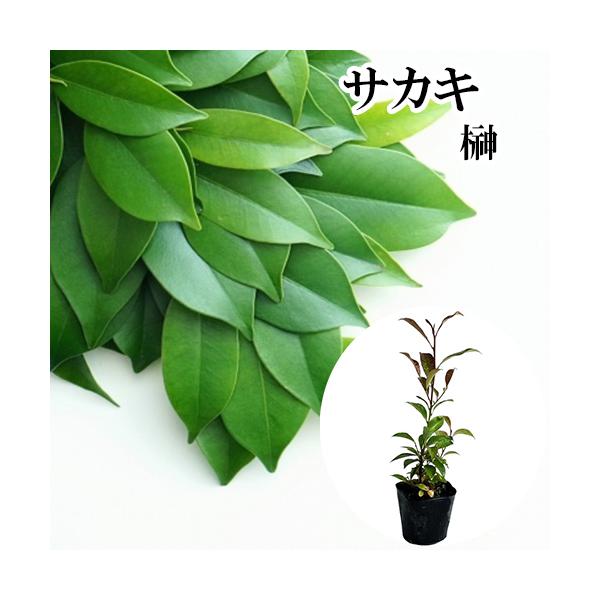 サカキ （ホンサカキ） 本榊 樹高0.3m前後 10.5cmポット （ 単 品
