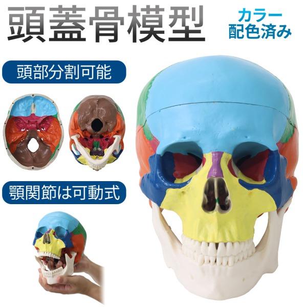 頭蓋骨 模型 人体模型 骨 標本 カラー 分解 歯科 耳鼻科 眼科 頭蓋骨