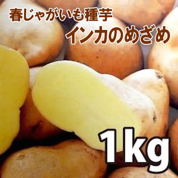 令和8年入荷予定なし】野菜・種/苗［春植えジャガイモ種芋］インカの