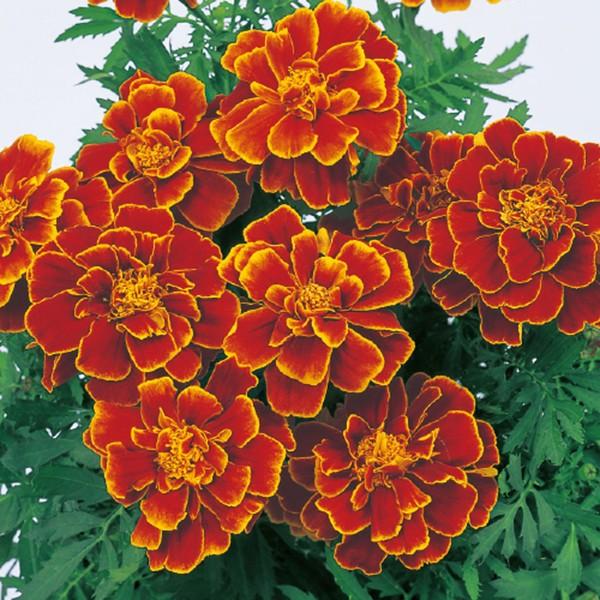 花の種（営利用）マリーゴールド サファリ スカーレット 1000粒