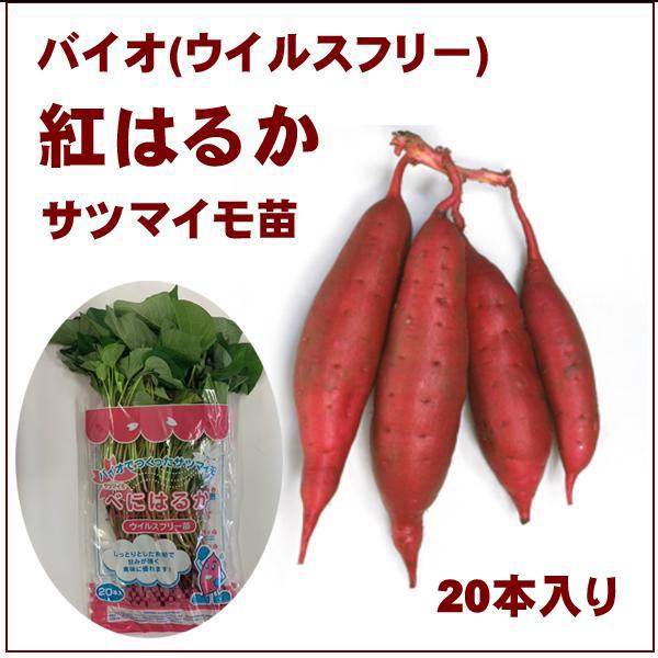 バイオ(ウイルスフリー)苗 紅はるか PVP登録品種 べにはるか