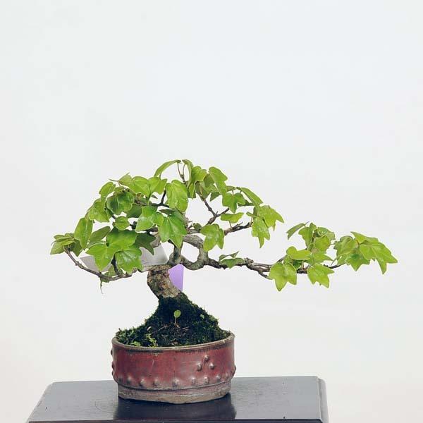 ミニ盆栽：宮様楓 現品*かえで カエデ Kaede 送料無料 : 遊恵盆栽