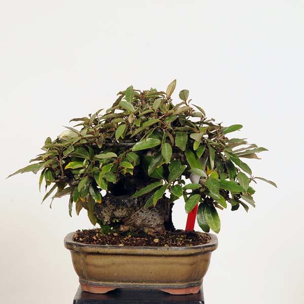 小品盆栽：特選寒ぐみ 現品*カングミ Kangumi : 遊恵盆栽 Yahoo!店