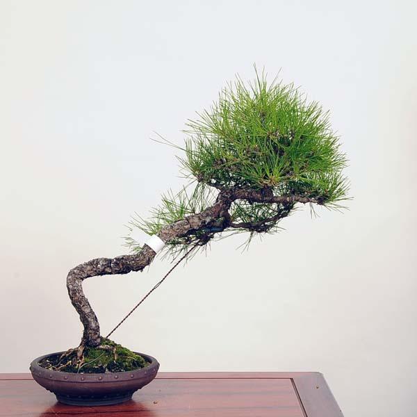 中品盆栽：赤松（アカマツ）現品*あかまつAkamatsu送料無料 : 遊恵盆栽