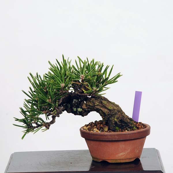 ミニ盆栽：特選寸梢黒松 現品*Kuromatsu 送料無料 : 遊恵盆栽 Yahoo!店