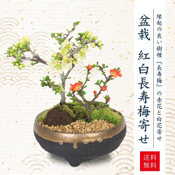 小品盆栽：紅白長寿梅寄せ植え（黒イブシ金彩信楽焼鉢）*bonsai : 遊恵