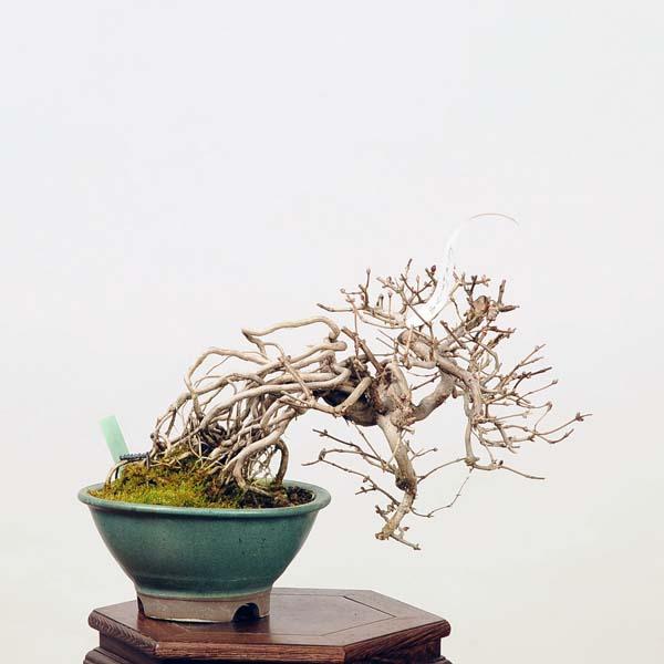 小品盆栽：特選うぐいすかぐら（鶯神楽）現品*ウグイスカグラ : 遊恵